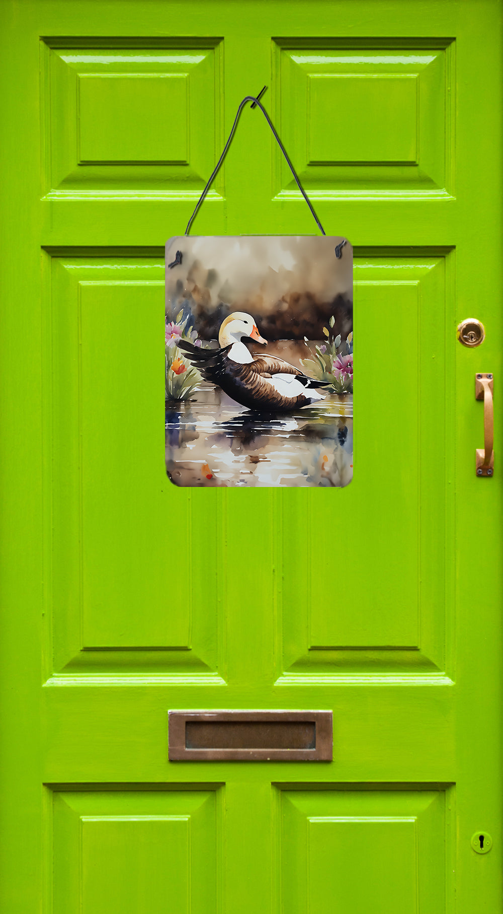 Common Eider Duck Wall or Door Hanging Prints