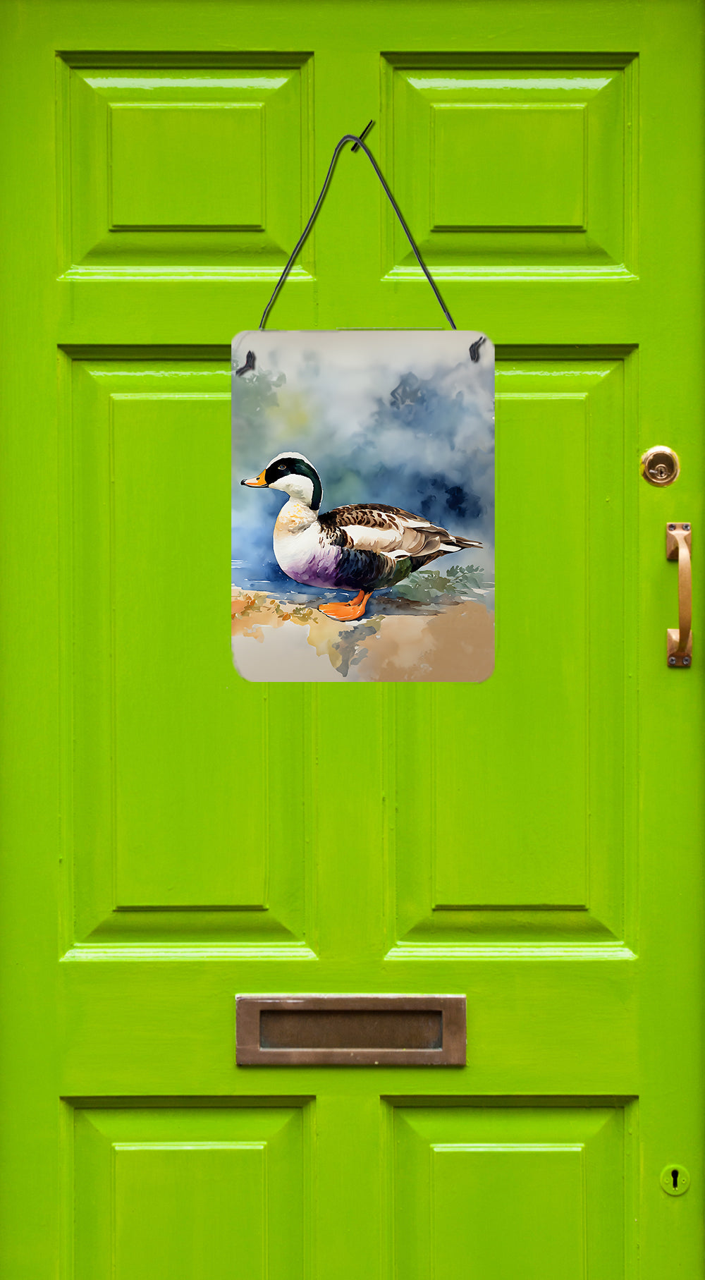 Common Eider Duck Wall or Door Hanging Prints